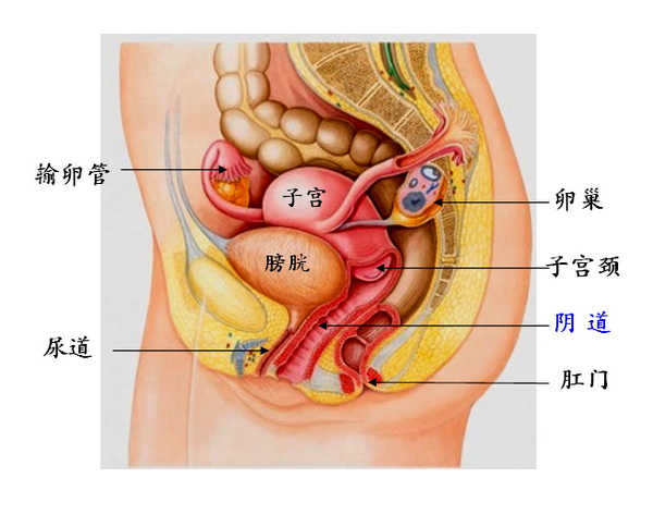 因为大家可以看一下,这个子宫颈都切了,你说你单独留下一个子宫有多大