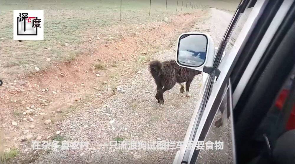 藏獒从一条换北京两套房，到成为流浪狗