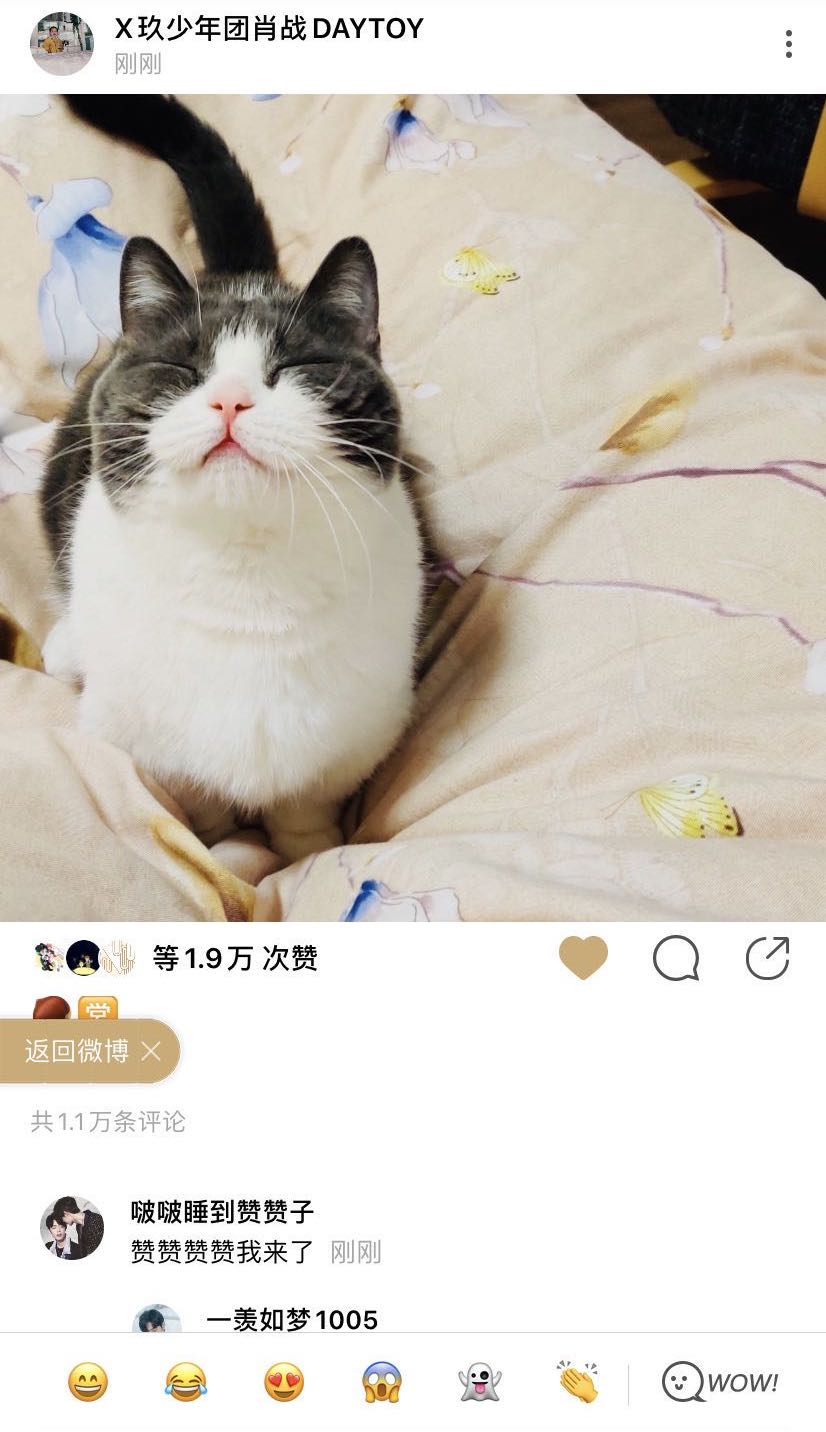 肖战晒宠物猫坚果上热搜网友宠物和主人撞脸啦