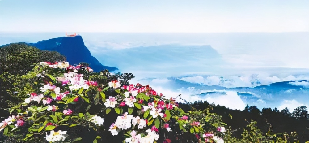 又是一年赏花时!2021全新踏春攻略,11处浪漫花海,安排上