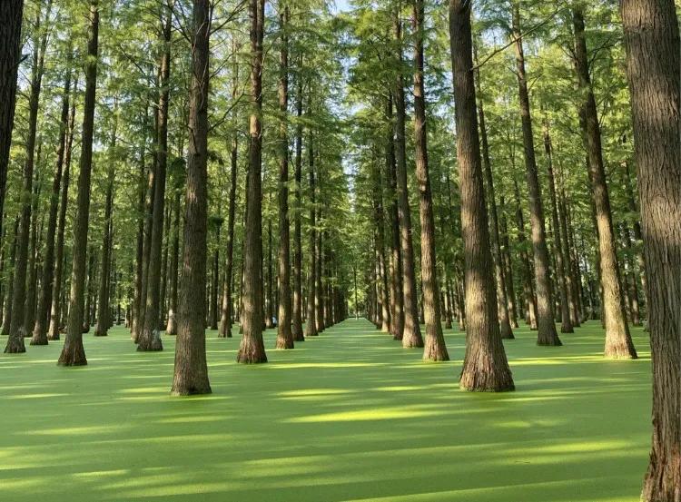 江蘇網紅“抹茶湖”，揚州淥洋湖水上森林