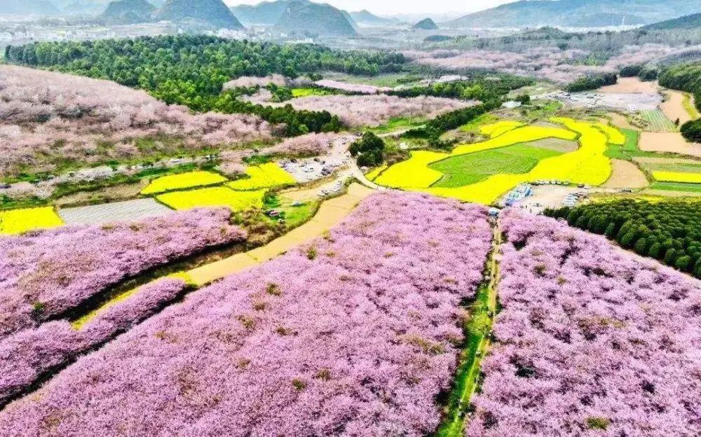 又是一年赏花时!2021全新踏春攻略,11处浪漫花海,安排上