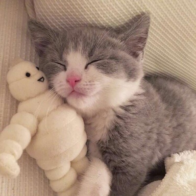 可爱猫咪头像小猫咪的头像可爱萌宠