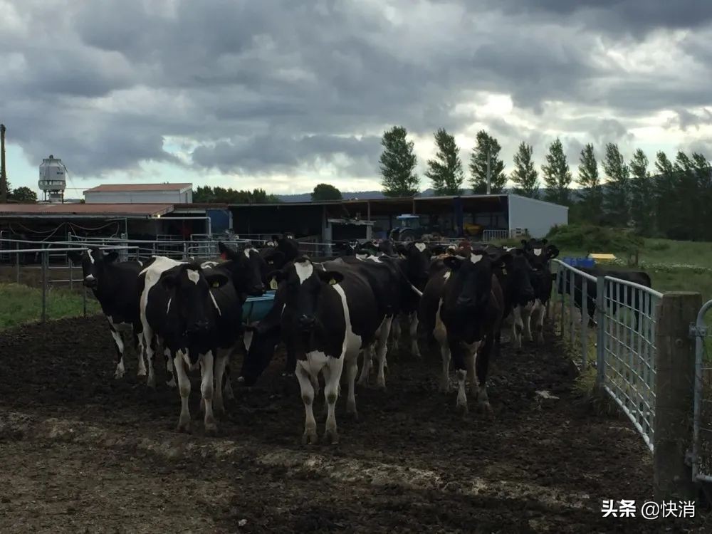 从追伊利、赶蒙牛到亏本脱手，西方牧场的中国漂流记