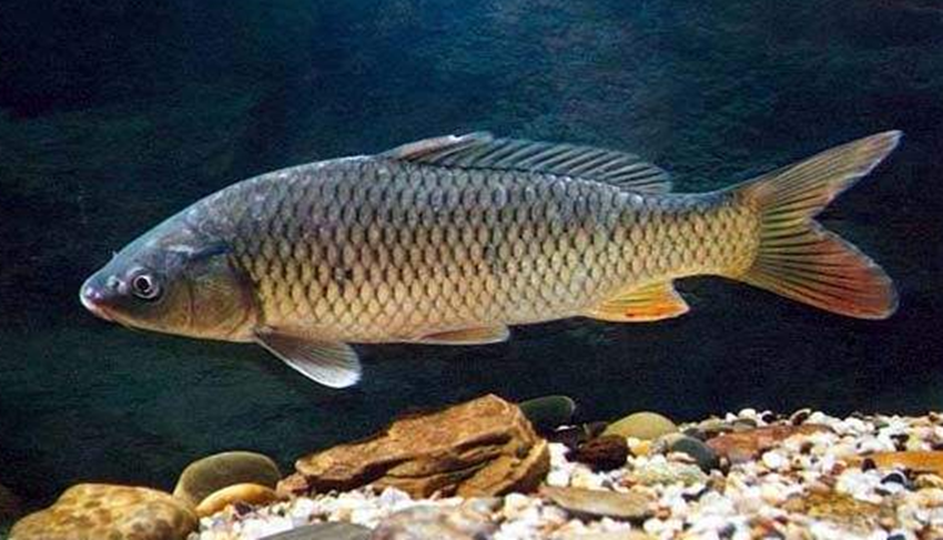 吃饭不能吃“鲤鱼”，古代的一些规定太奇葩