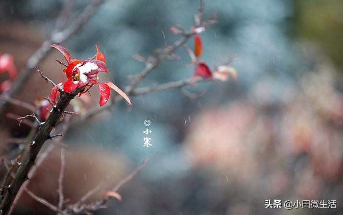 24节气之小寒祝福语精选温暖人心适合发朋友圈