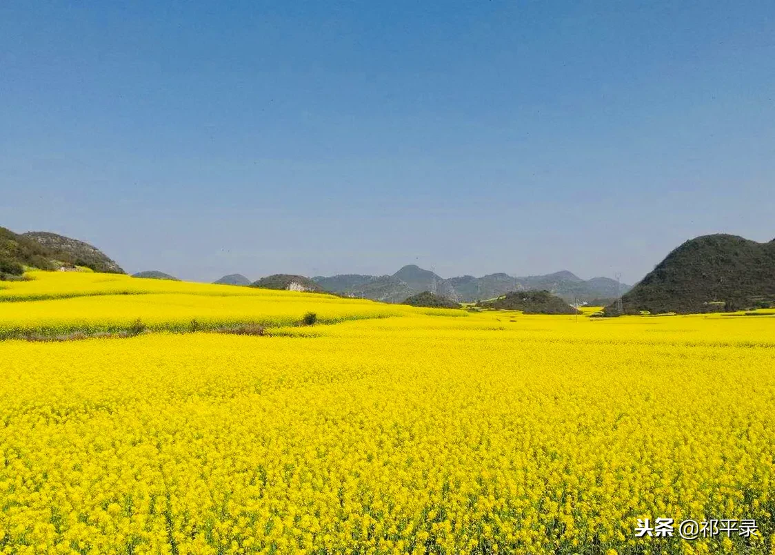 罗平油菜花几月开2021年罗平油菜花海旅游攻略