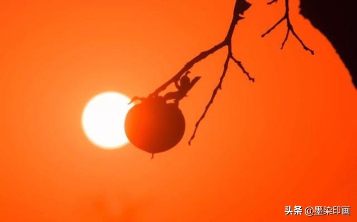 又到一年好“柿”节！拍好这深秋的“红灯笼”