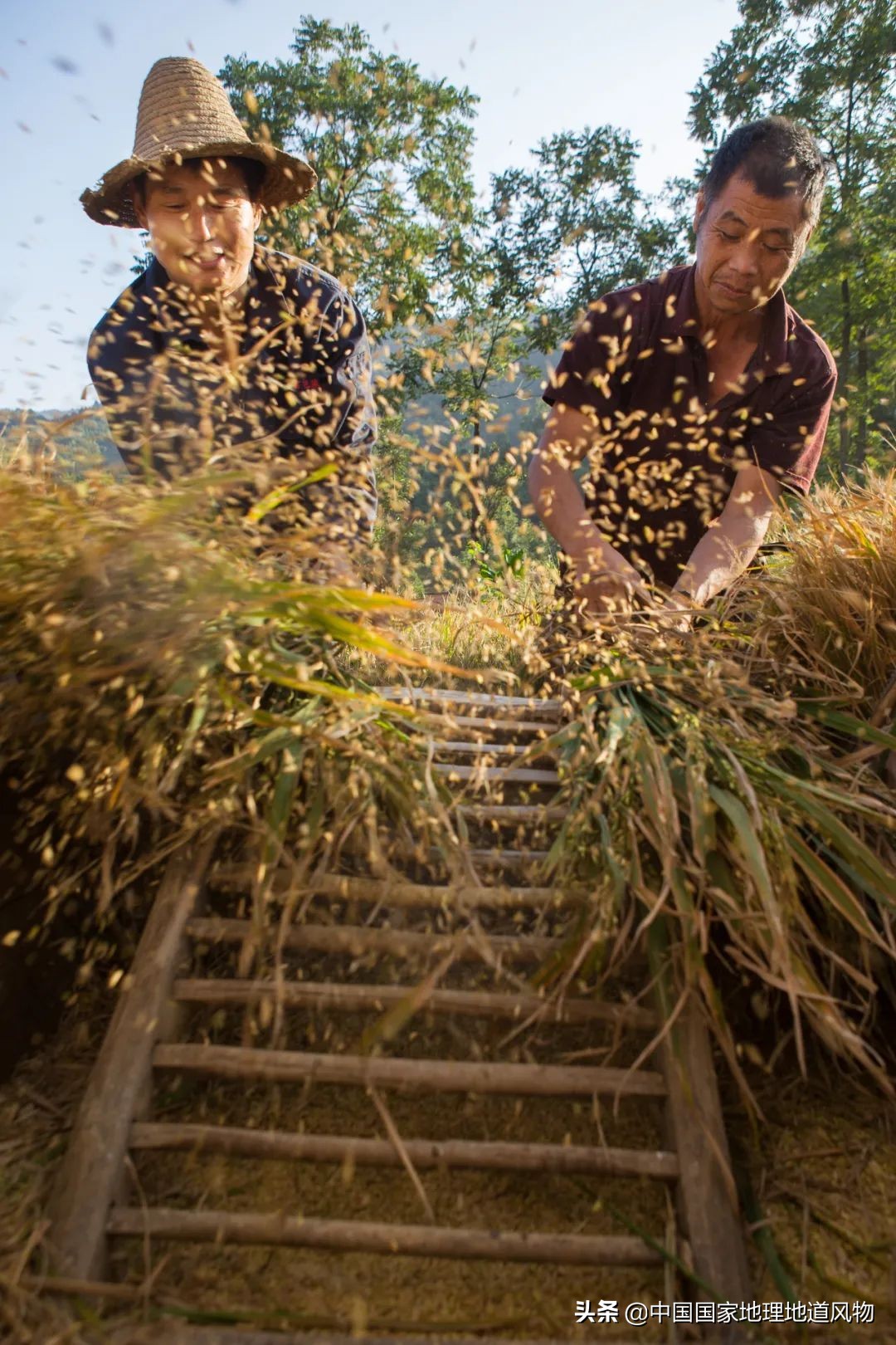 山东、河南、江苏、黑龙江…谁才是中国第一粮仓？