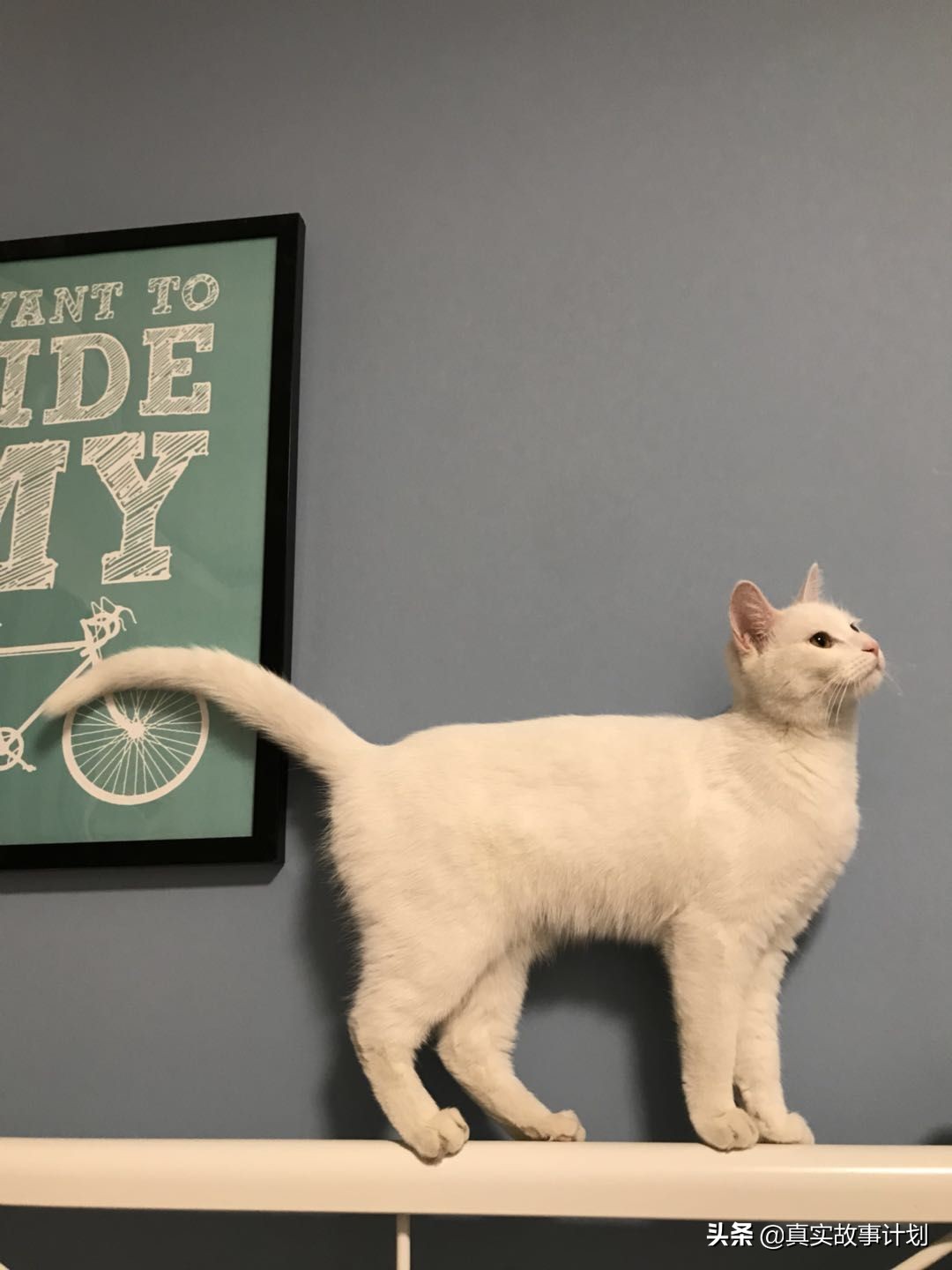 负债养猫的北漂：男友和被子换了又换