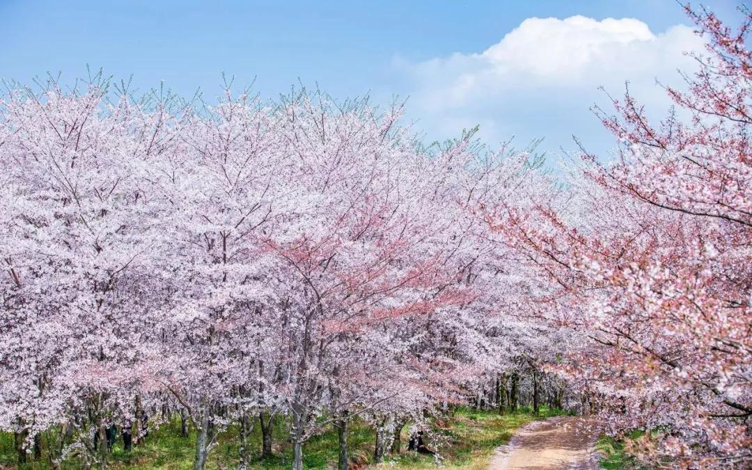又是一年赏花时!2021全新踏春攻略,11处浪漫花海,安排上