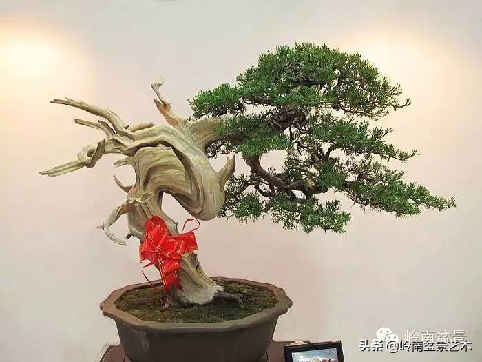 珍藏级柏树盆景60幅图