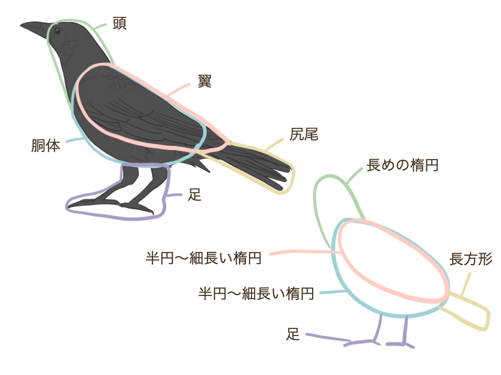 怎么画鸟类动物教你鸟类动物的结构画法技巧