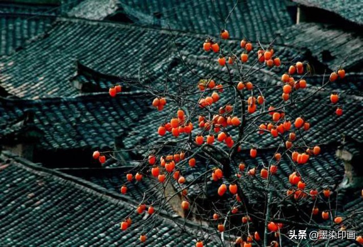 又到一年好“柿”节！拍好这深秋的“红灯笼”