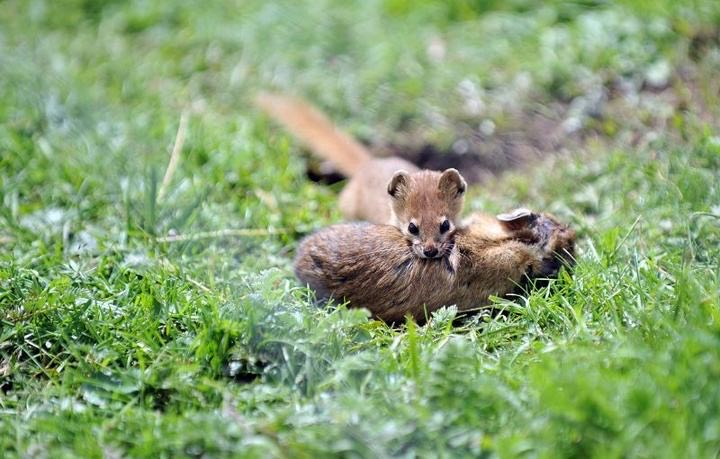 老人常说黄鼠狼不能杀，有何科学依据？李时珍怎么说