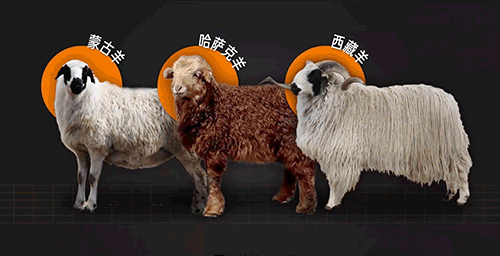 一头羊八件毛衣！如何打出一件毛衣？