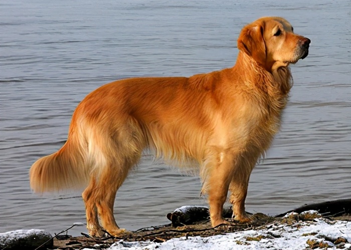 金毛寻回猎犬 gold retriever英国史宾格激飞猎犬 english springer