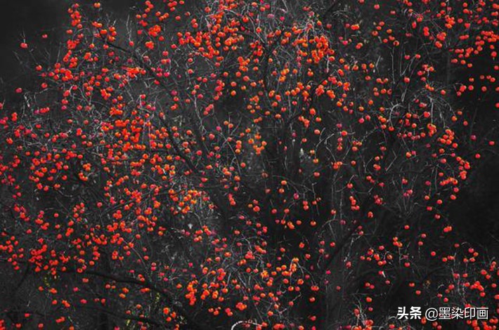 又到一年好“柿”节！拍好这深秋的“红灯笼”