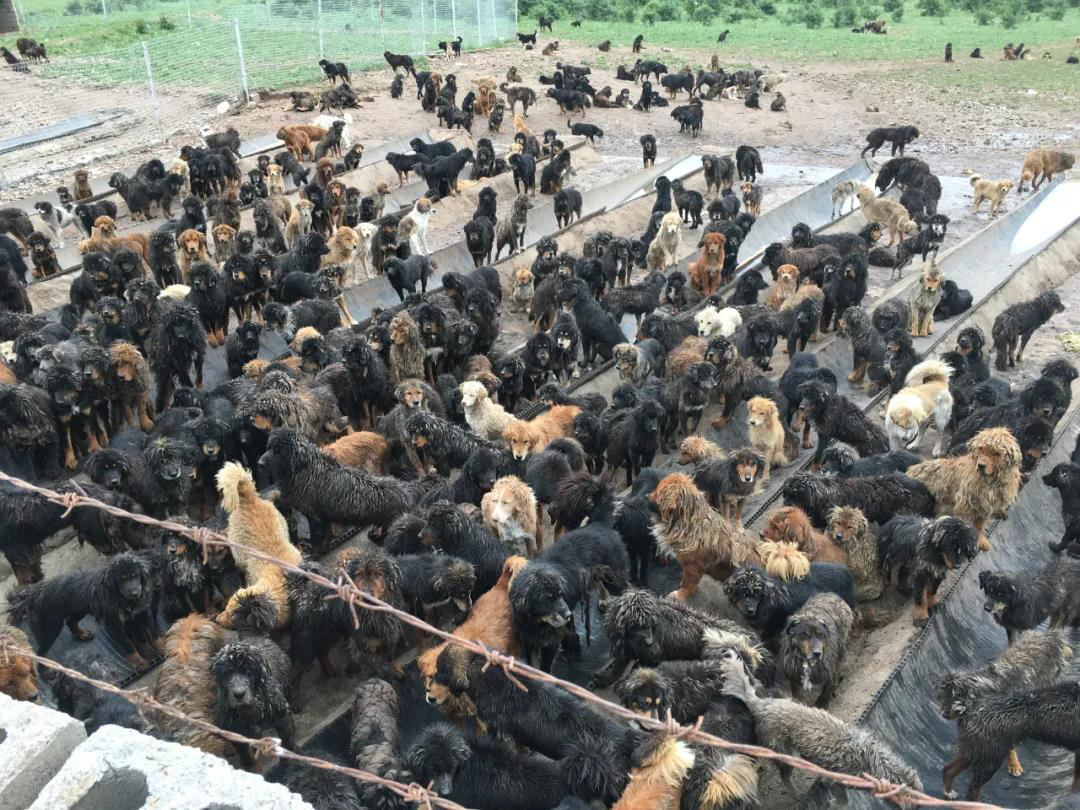 藏獒从一条换北京两套房，到成为流浪狗