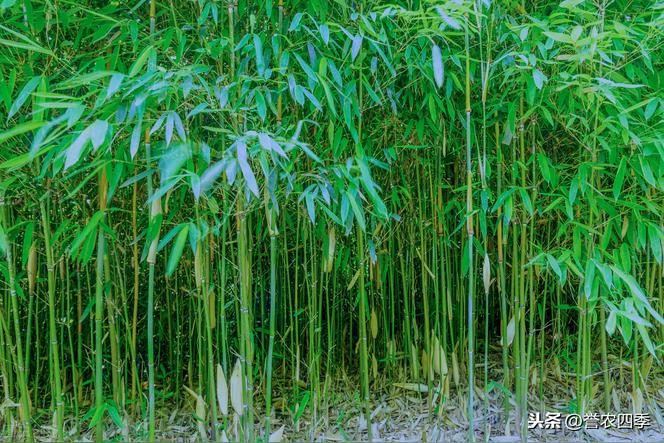 竹子砍成小段最好的扦插方法？