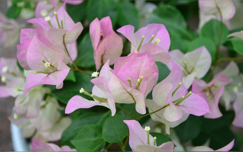 三角梅两次开花间隔多长时间? 胭脂红三角梅勤花吗?