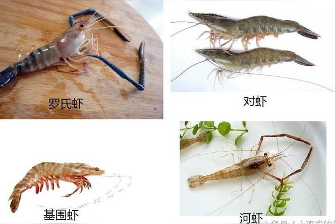 海虾长什么样？