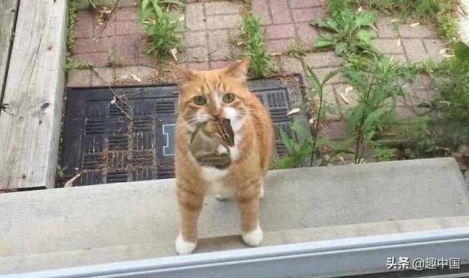 网友家的橘猫抓了只松鼠回家，本以为要吃掉，没想到它却当宠物养了起来.