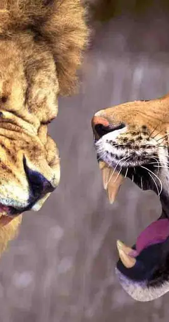 老虎和狮子生下来的是什么神奇生物