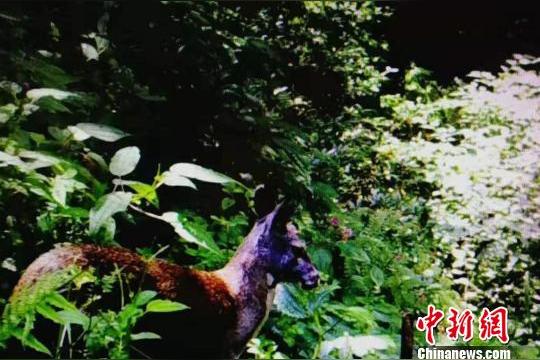 鹿有麝香吗？