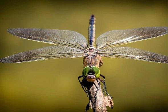 科学家研究蜻蜓的翅膀，研究出了什么？