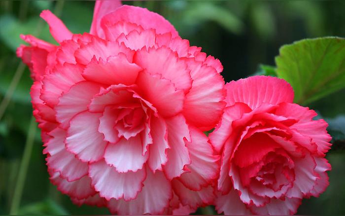 绚丽海棠盆景养殖方法? 毛海棠的种植方法?