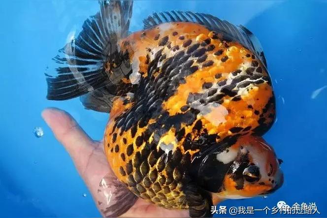金鱼变色怎么办？