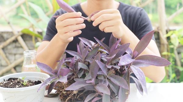 紫竹梅繁殖技术:紫竹梅的主要繁殖方式为扦插和分株 紫竹梅