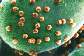科学家首次发现专吃病毒生物 病毒的终极天敌要来了？
