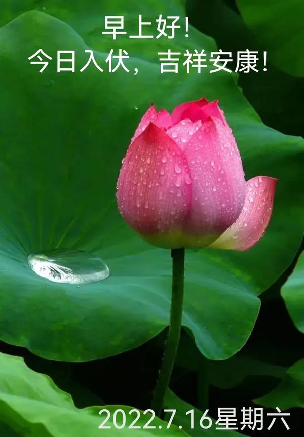 伏字怎么解释（伏字的释义）