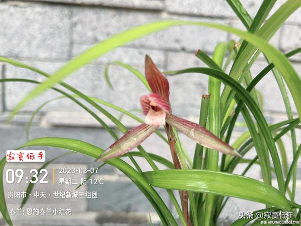 低手寂寞的书简介（低手寂寞写过哪些书）
