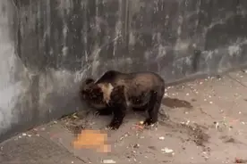 动物园回应游客向熊投喂致其呕吐：已恢复健康，以后别再投喂了！