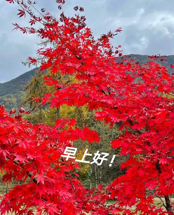 expr