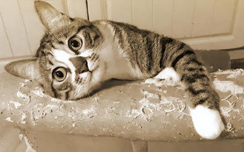 猫抓东西很正常,没有办法完全杜绝,这是养猫前就需要做好心里准备的.