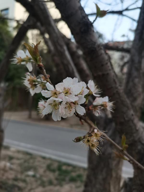 这是自2020年央视春晚,由张韶涵,徐子崴,杨紫,王源共同表演这个歌舞