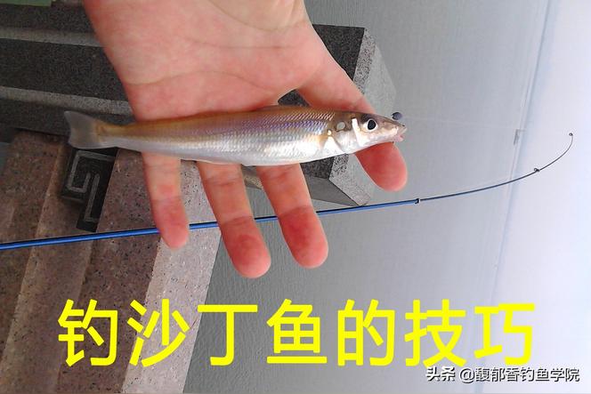 沙丁鱼是海鱼吗？