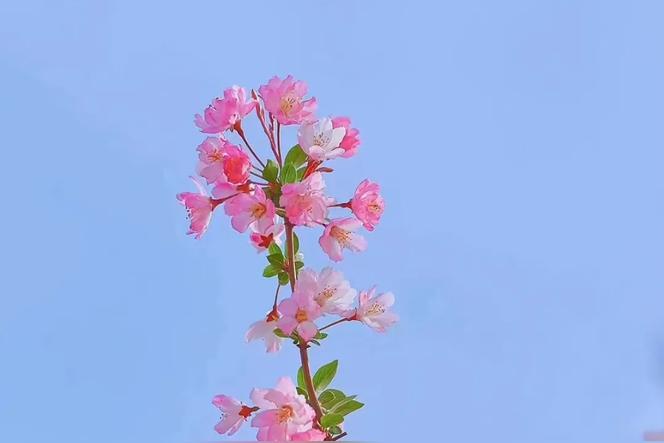 冬天适合摆摊卖鲜花吗？
