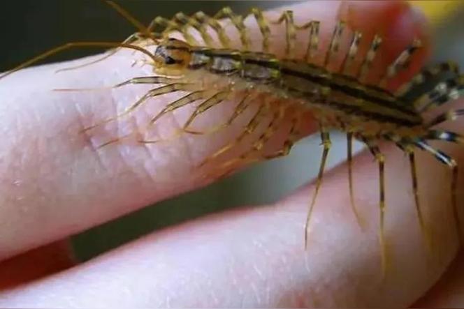 家里虫子从哪里来的？