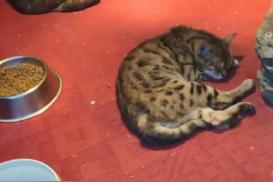 景区回应园内网纹蟒变“网纹猫”