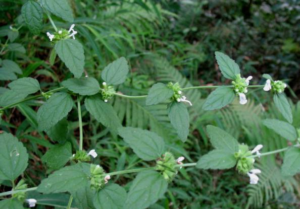 漳州红乳草(红乳草功效)