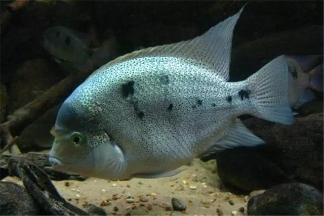 银翡翠是什么鱼
