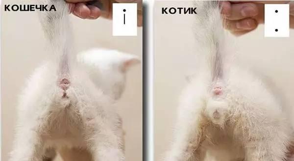 2张图帮你分辨奶猫奶狗的性别