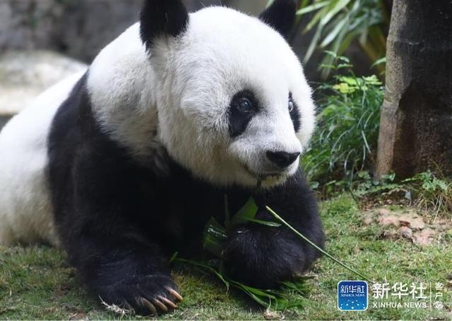 熊猫“巴斯”：我37岁啦！快来参加我的“生日趴”