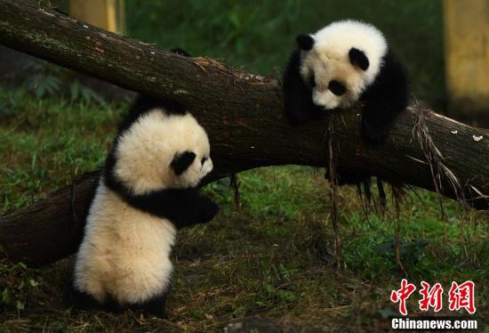 重庆动物园双胞胎大熊猫宝宝正式与游客见面