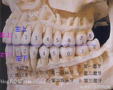人类包括智慧牙一共有多少颗牙